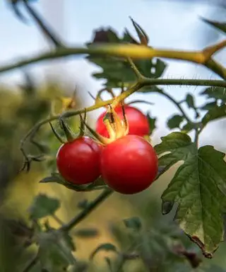 Plant de tomate aux tomates rouges