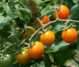 Tomates cerises Sun Gold
