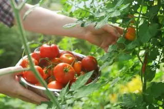 Quand planter des tomates – pour une récolte exceptionnelle
