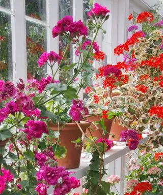 פלרגוניומים ורודים כהים ואדומים