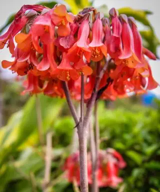 צמח אם למיליונים