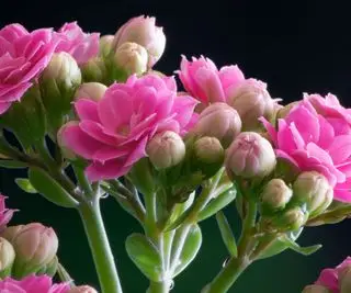 קלנצ'ו בלוספלדיאנה