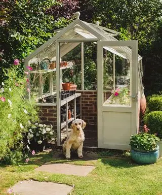 serre dans le jardin d'été avec un chien dans l'embrasure de la porte