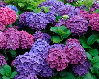 hortensias dans une bordure
