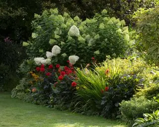 hortensias poussant dans une bordure de jardin mixte
