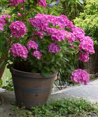 hortensia rose poussant dans un pot