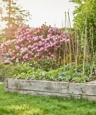 Comment faire pousser des hortensias