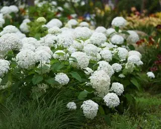 hortensia