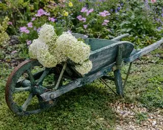 Comment faire pousser des hortensias – quand, où et comment les planter et en prendre soin