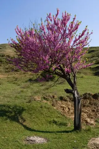 Ako pestovať broskyňu zo semien – pre chutné ovocie