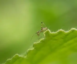 Un petit grillon vert au bord d'une feuille verte