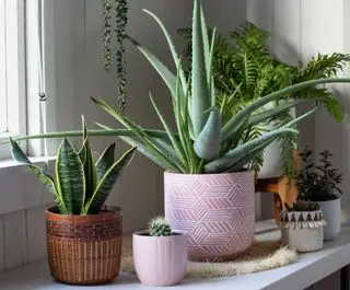 aloe vera et Dracaena trifasciata regroupés avec d'autres plantes d'intérieur