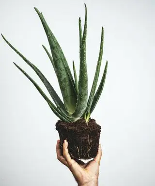 À quelle fréquence dois-je arroser une plante d’aloès ? Conseils d'experts pour une superbe succulente