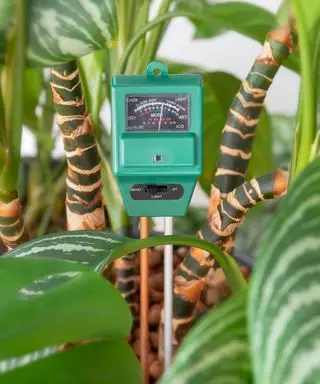 Testeur de pH du sol