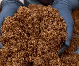 Mains tenant un tas de compost de tourbe