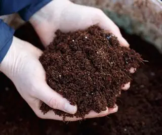 Un gros plan sur des mains tenant du compost de coco