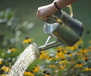 Plantes arrosées à l'aide d'un bidon