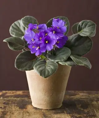 Plante violette africaine