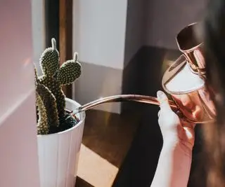 Faut-il arroser les plantes par le haut ou par le bas ? Conseils d’experts pour arroser plus efficacement