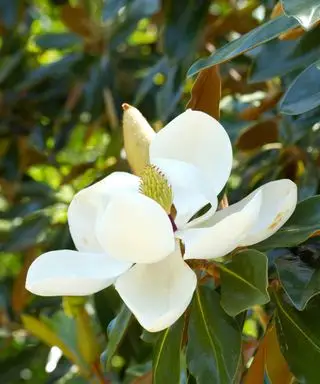 מגנוליה גרנדיפלורה