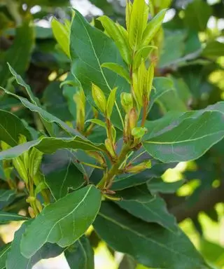 עלי עץ דפנה