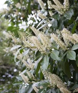 פרחי דפנה דובדבן