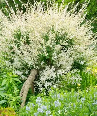 עצי הפרטיות הטובים ביותר לחצרות אחוריות קטנות - 10 אפשרויות קומפקטיות לסינון החלל שלך