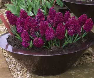 Bulbes de jacinthes qui fleurissent en pot