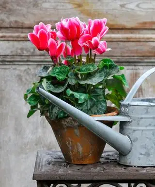 ciclamino rosa in un vaso di terracotta accanto a un annaffiatoio in metallo