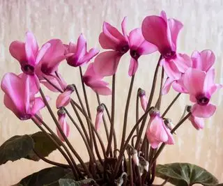 Fiori di ciclamino rosa pallido