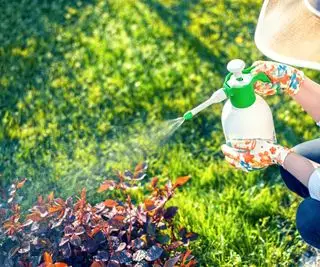 Jak vyrobit přípravek na hubení plevele – plus profesionální tipy na snadné hubení plevele