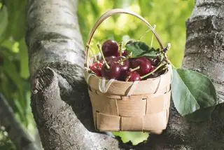 Cerises dans un panier sur un arbre