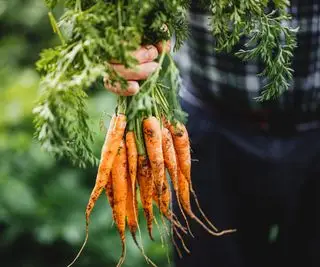 Um monte de cenouras recém colhidas