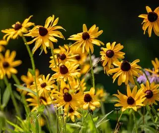 Rudbeckias jaunes