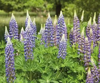 Lupins bleus en fleur