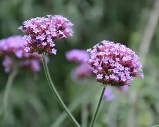 verveine de plantation tolérante à la sécheresse