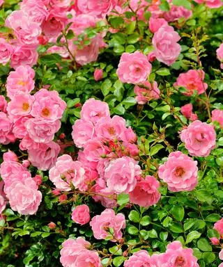 rose couvre-sol rose en fleur