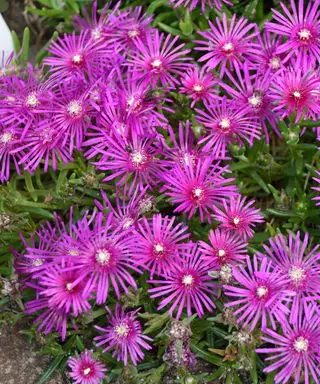 Fleurs violettes de plante couvre-sol Delosperma cooperi