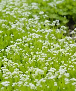 fleurs blanches de Galium odoratum, également connue sous le nom d'aspérule odorante
