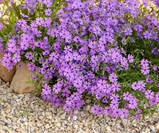 phlox rampant dans un jardin de rocaille