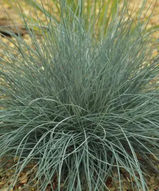 Plante couvre-sol Festuca 'Elijah Blue