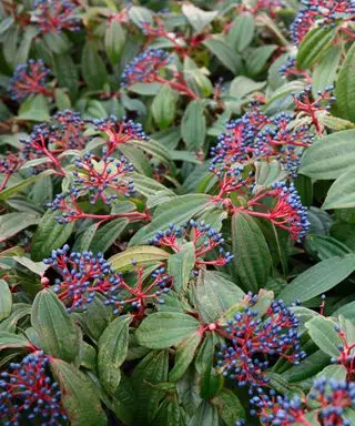 Viburnum davidii aux baies en hiver