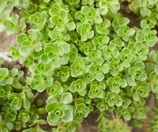 Meilleures plantes couvre-sol – 12 variétés basses garanties pour ajouter de la couleur et de la texture à n’importe quel espace