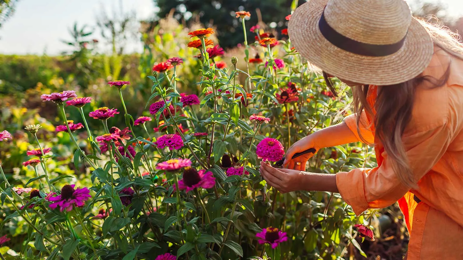 Bedste planter til en efterårsskæringshave - Blomsterbønder deler overdådige valg til blændende gør-det-selv-buketter i alle hårdførhedszoner