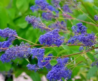 푸른 라일락 꽃으로 피어나는 캘리포니아 라일락 Ceanothus