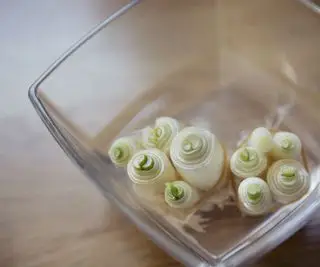 Cebolinha crescendo em água em um recipiente de vidro