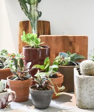 Una colección de plantas de interior sobre una mesa.