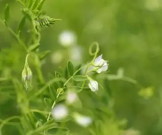 A flor de uma leguminosa de perto