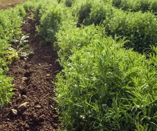 Plantas de lentilha crescendo em uma horta