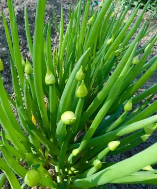 Gros plan d'une plante d'oignons gallois dans un potager
